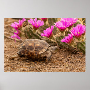 Poster USA, Texas, comté d'Hidalgo. Tortue