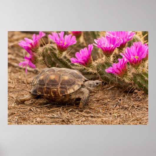 Poster USA, Texas, comté d'Hidalgo. Tortue (Devant)