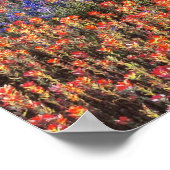 Poster USA, Texas, Llano. Bluebonnets et redbonnets (Coin)