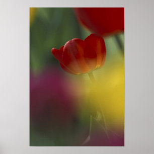 Poster USA, Utah, Cache Valley Tulips dans un jardin