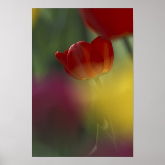 Poster USA, Utah, Cache Valley Tulips dans un jardin (Devant)