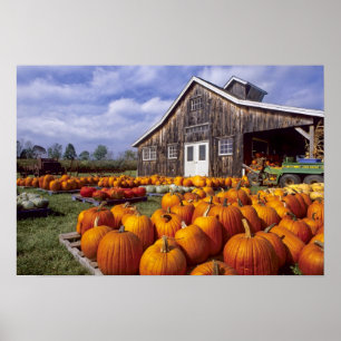 Poster USA, Vermont, Shelbourne, Citrouilles