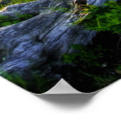 Poster USA, Virginie, Shenandoah National Park. (Coin)