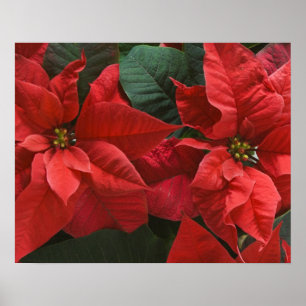 Poster USA, WA, Red Poinsettia Detail (Euphorbia