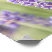 Poster USA, WA, Squim, Lavendar (Focus sélectif) (Coin)