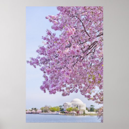 Poster USA, Washington DC, Cherry tree in floraison (Devant)
