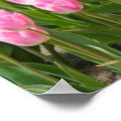 Poster USA, Washington. Field of Multicolored Tulips (Coin)