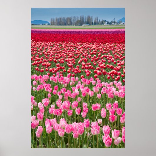 Poster USA, Washington. Field of Multicolored Tulips (Devant)