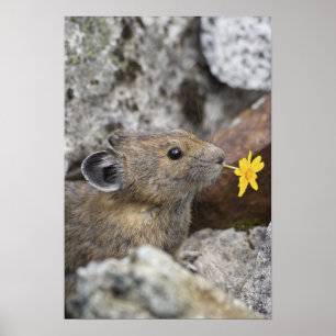 Poster USA, Washington, North Cascades National Park,