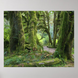 Poster USA, Washington, Olympic National Park, Hoh Rain