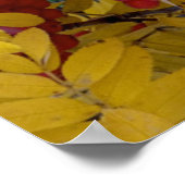 Poster USA, Washington, Western Mountain Ash, Okanogan (Coin)