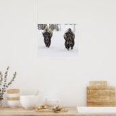 Poster USA, WY, Yellowstone NP, Bison américain (Cuisine)