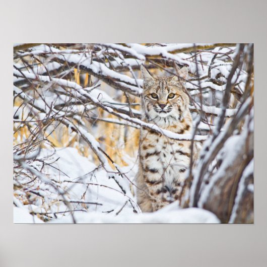 Poster USA, Wyoming, Bobcat assis dans la neige (Devant)