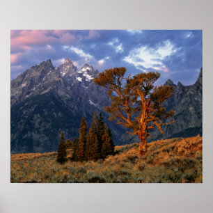 Poster USA, Wyoming, Grand Teton NP. Un cèdre solitaire