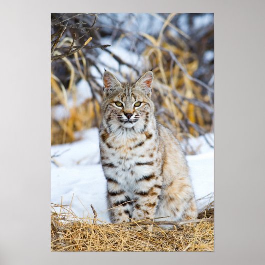Poster USA, Wyoming, Portrait de Bobcat assis (Devant)
