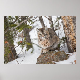 Poster USA, Wyoming, Yellowstone National Park, Bobcat