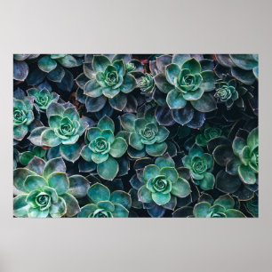 Poster Usines succulentes vert-bleu de détente de cactus