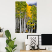 Poster Utah. États-Unis Arbres d'Aspen (Populus Tremuloid (Bureau à domicile)