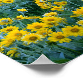 Poster UTAH. États-Unis Balsamorhiza Arrowlea (Coin)