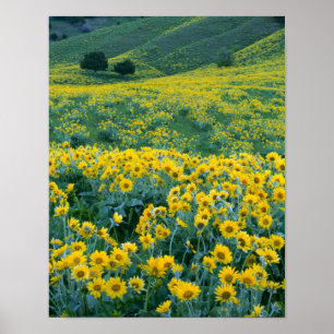 Poster UTAH. États-Unis Balsamorhiza Arrowlea