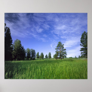 Poster UTAH. ÉTATS-UNIS. Pins ponderosa Pinus ponderosa &