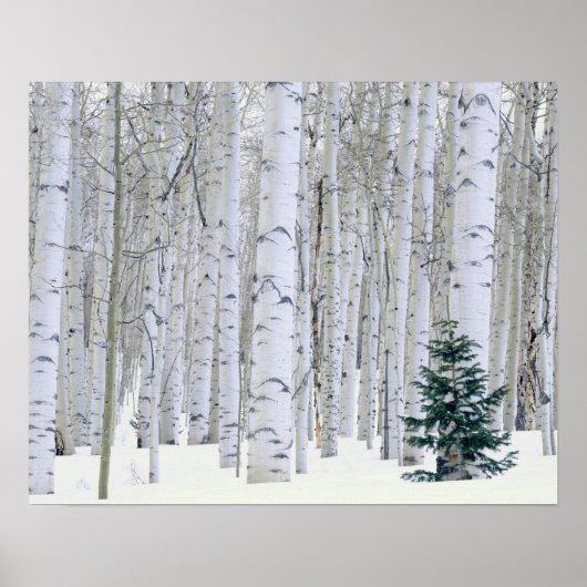 Poster UTAH. ÉTATS-UNIS. Tremble (Populus tremuloides) &  (Devant)