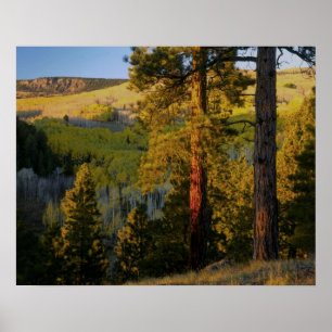 Poster UTAH. Pins ponderosa et trembles, automne. Lever d