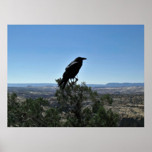 Poster Utah Raven