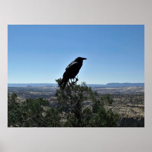 Poster Utah Raven (Devant)