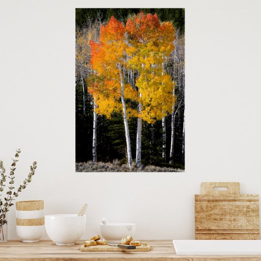 Poster Utah, USA. Arbres à peuplier (Populus Tremuloides) (Cuisine)