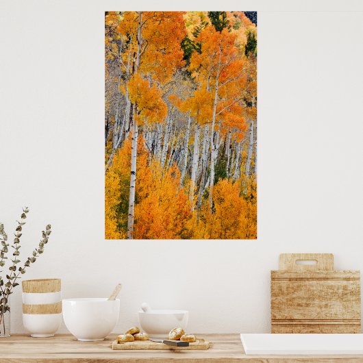 Poster Utah, USA. Arbres à peuplier (Populus Tremuloides) (Cuisine)