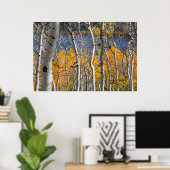 Poster Utah, USA. Arbres d'Aspen (Populus Tremuloides) (Bureau à domicile)