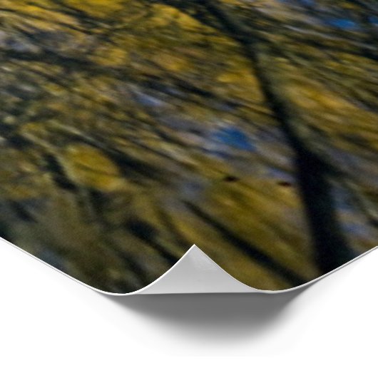 Poster Utah. USA Peachleaf Willow (Coin)