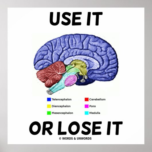 Poster Utilisez-Le Ou Perdez-Le (Conseil Cerveau Anatomiq (Devant)