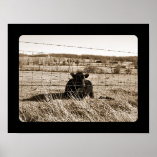 Poster Vache
