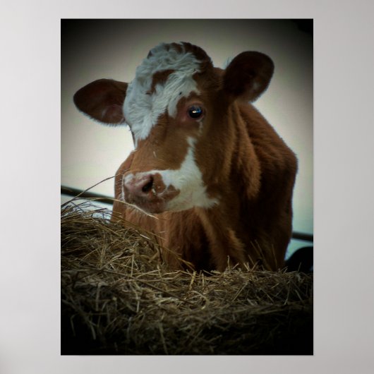 Poster Vache à la crème orange (Devant)