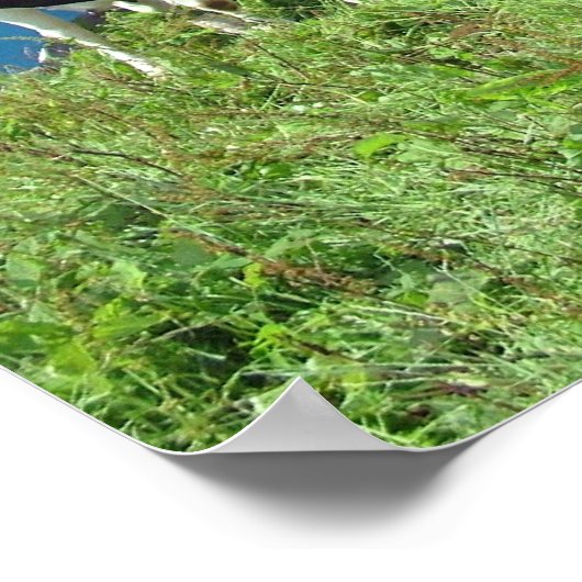 Poster Vache agacée (Coin)