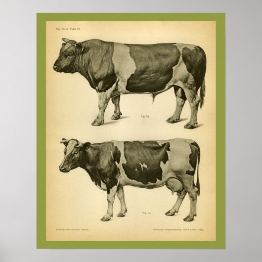 Poster Vache Anatomie vétérinaire Vintage Imprimer (Devant)