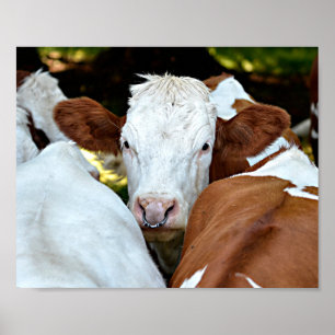 Poster Vache avec une bague dans la carte postale classiq