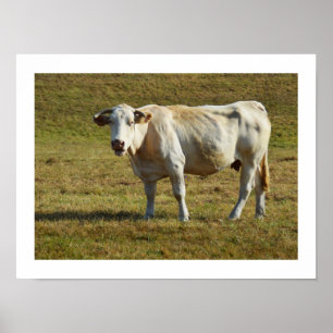 Poster Vache blonde d'Aquitaine