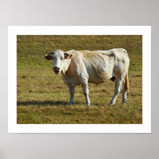 Poster Vache blonde d'Aquitaine (Devant)