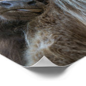 Poster Vache Brown Highland (Coin)