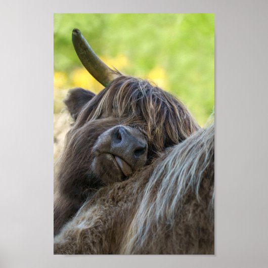 Poster Vache Brown Highland (Devant)