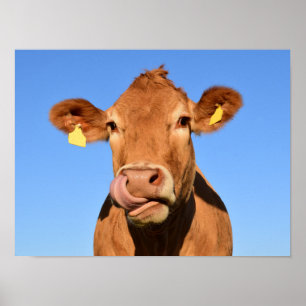 Poster Vache Brune Idiote en Gros Plan