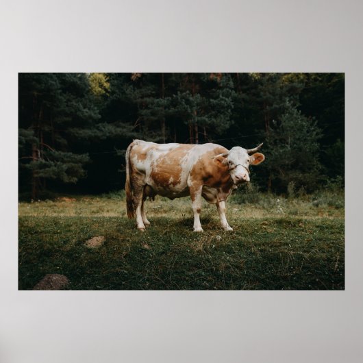 Poster VACHE CHAINÉE Brown ET BLANCHE (Devant)