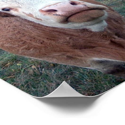 Poster Vache curieuse (Coin)