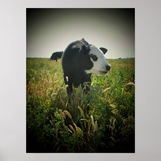 Poster Vache dans le pâturage (Devant)
