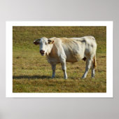 Poster Vache de Blonde Aquitaine (Devant)