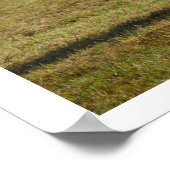 Poster Vache de Blonde Aquitaine (Coin)