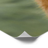 Poster Vache de boeuf Highland lécher son nez (Coin)